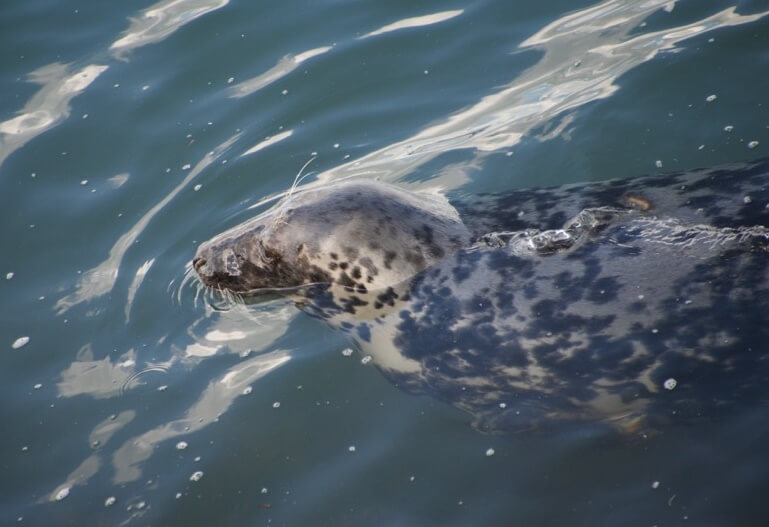 Seal spotting Cornwall Lizard Point