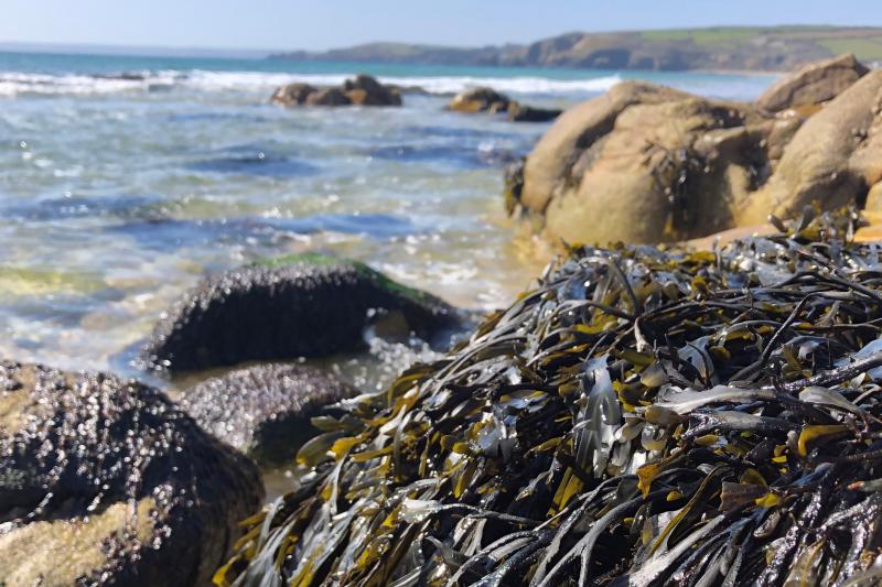 THE BENEFITS OF SEAWEED TO YOUR HEALTH 