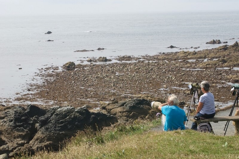 wildlife watching National Trust Cornwall