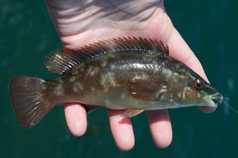 wrasse lizard cornwall