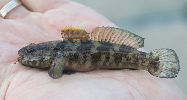 Sea Fishing in Mullion Cove, the Lizard and West Cornwall