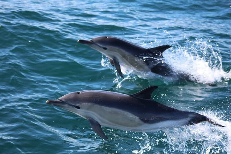 wildife tours lizard peninsula west cornwall